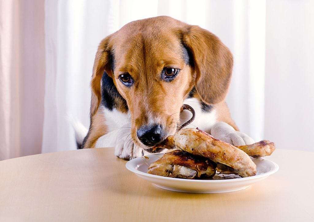 Can Dogs Eat Chicken? Is Chicken Safe for Dogs?