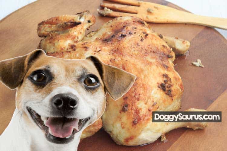 Can Dogs Eat Chicken Skin? Raw, Fried, Cooked is Bad / Safe?