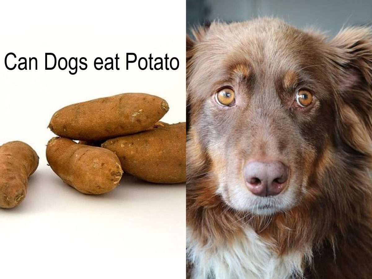 Can dogs eat potatoes? Are cooked potatoes good for dogs?