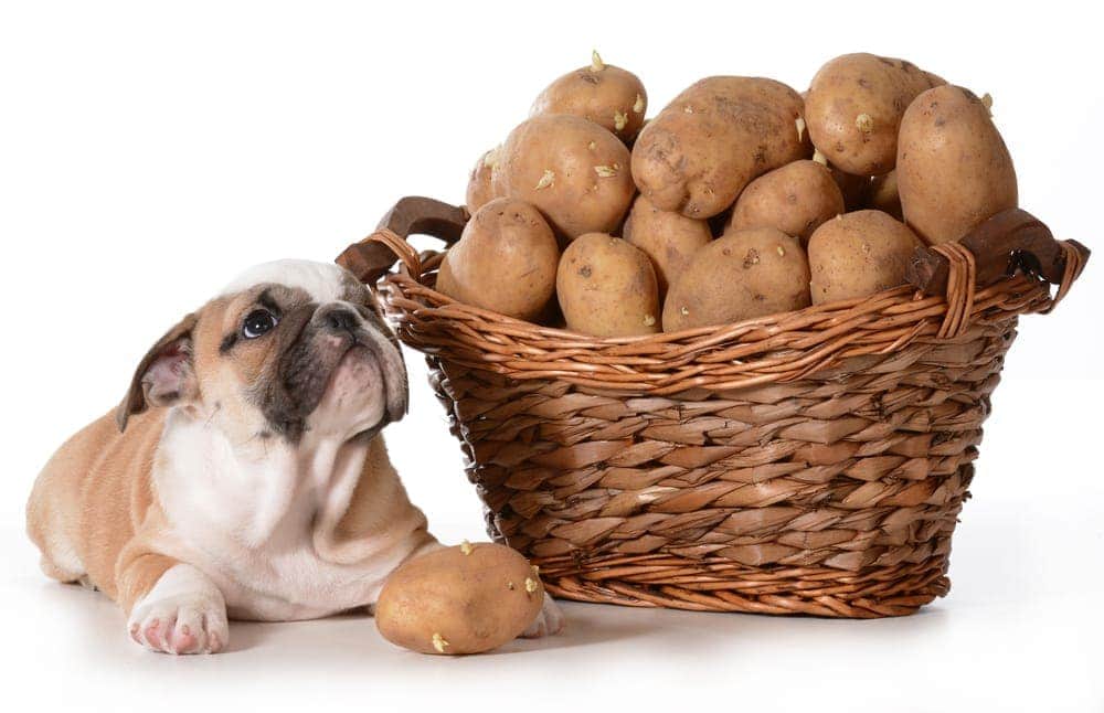Can Dogs Eat Raw Potatoes &  Is It Safe? » Petsoid